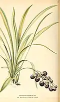 Planche botanique de 1866
