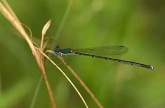 Description de l'image Nehalennia integricollis.jpg.