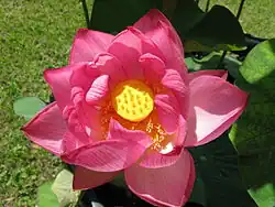 Lotus à fleurs doublesPlusieurs rangées de pétalesdans la même fleur.