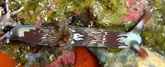 Description de l'image Nembrotha lineolata.jpg.
