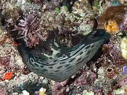 Nembrotha mullineri