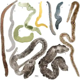 Description de l'image Nemertodermatida species.png.