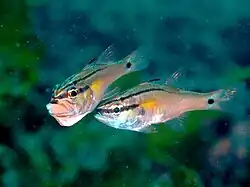 Apogon semilineatus