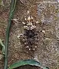 Réduve Neocentrocnemis stali