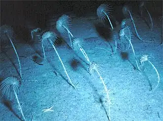 Forêt de Neocrinus decorus à 400&nbsp;m de profondeur aux Bahamas.
