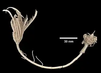 Neocrinus decorus