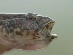 Tête en gros plan