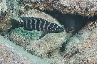 Neolamprologus cylindricus.