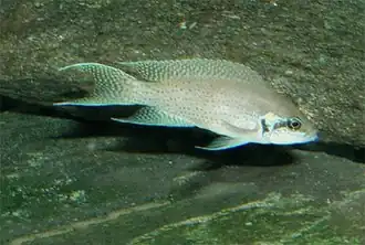 Neolamprologus brichardi.