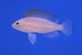 Neolamprologus caudopunctatus de "Kapampa".