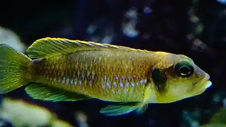 Mâle, variété « gold/orange ».