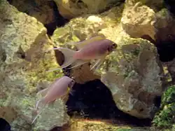 Deux poissons nageant devant des pierres.
