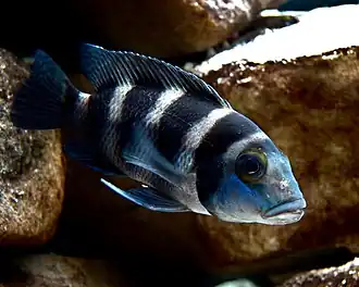 Neolamprologus tretocephalus.