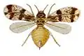 Insecte dessiné en couleur. Son corps est beige et ses ailes brunes et blanches.