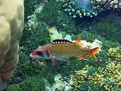 Neoniphon opercularis.