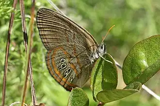 Description de l'image Neonympha areolatus 46035268.jpg.