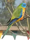 mâle adulte (zoo de Twycross).