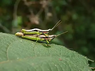 Description de l'image Neorthacris in Nayikayam Thattu.jpg.