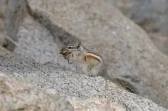 Description de l'image Neotamias alpinus 2016097.jpg.