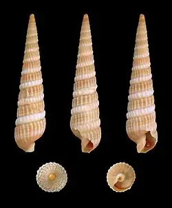 Terebra dislocata, un Terebridae.