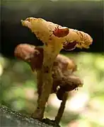 Neotriplax lewisii