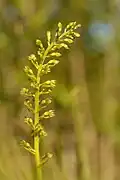 Inflorescence