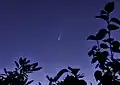 La comète Neowise (C2020F3), dans la nuit du 19 au 20 juillet 2020, telle que visible en plaine d'Alsace, France.