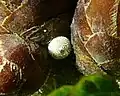 Œuf