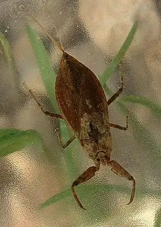 Nèpe