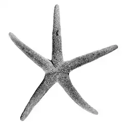 Nepanthia maculata