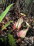 Nepenthes rafflesiana  var. nivea