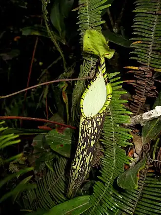 Description de l'image Nepenthes spectabilis 2.JPG.