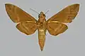 Nephele oenopion transitoria, femelle