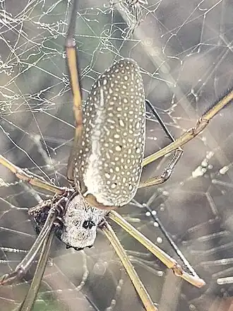 Description de l'image Nephila cornuta 307831044.jpg.