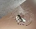 Nephilengys livida