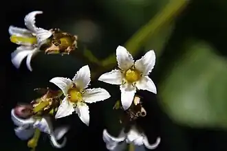 Description de l'image Nephrophyllidium crista-galli.jpg.
