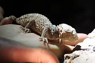 Description de l'image Nephrurus asper 5463149.jpg.