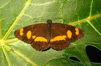Neptis dumetorum