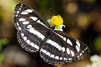 Neptis hylas