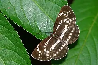 Neptis pryeri