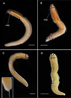Neanthes spp.