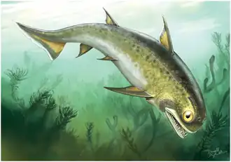 Nerepisacanthus sp.