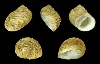 Nerita quadricolor