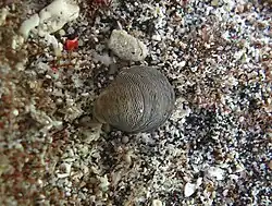 Neritina gagates