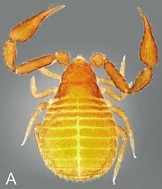 Description de l'image Nesocheiridium stellatum.jpg.
