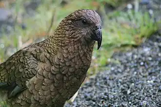 Nestor notabilis