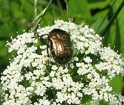 Cétoine cuivrée (Protaetia cuprea&nbsp;(es))