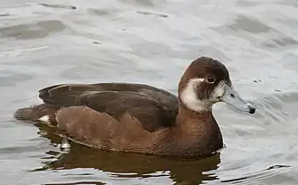 Netta erythrophthalma