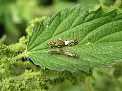 Accouplements d’H. urticae sur feuilles d'orties.