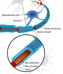 Représentation de neurone nerveux centraux.